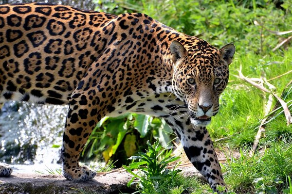 Jaguar marche dans les bois et regarde