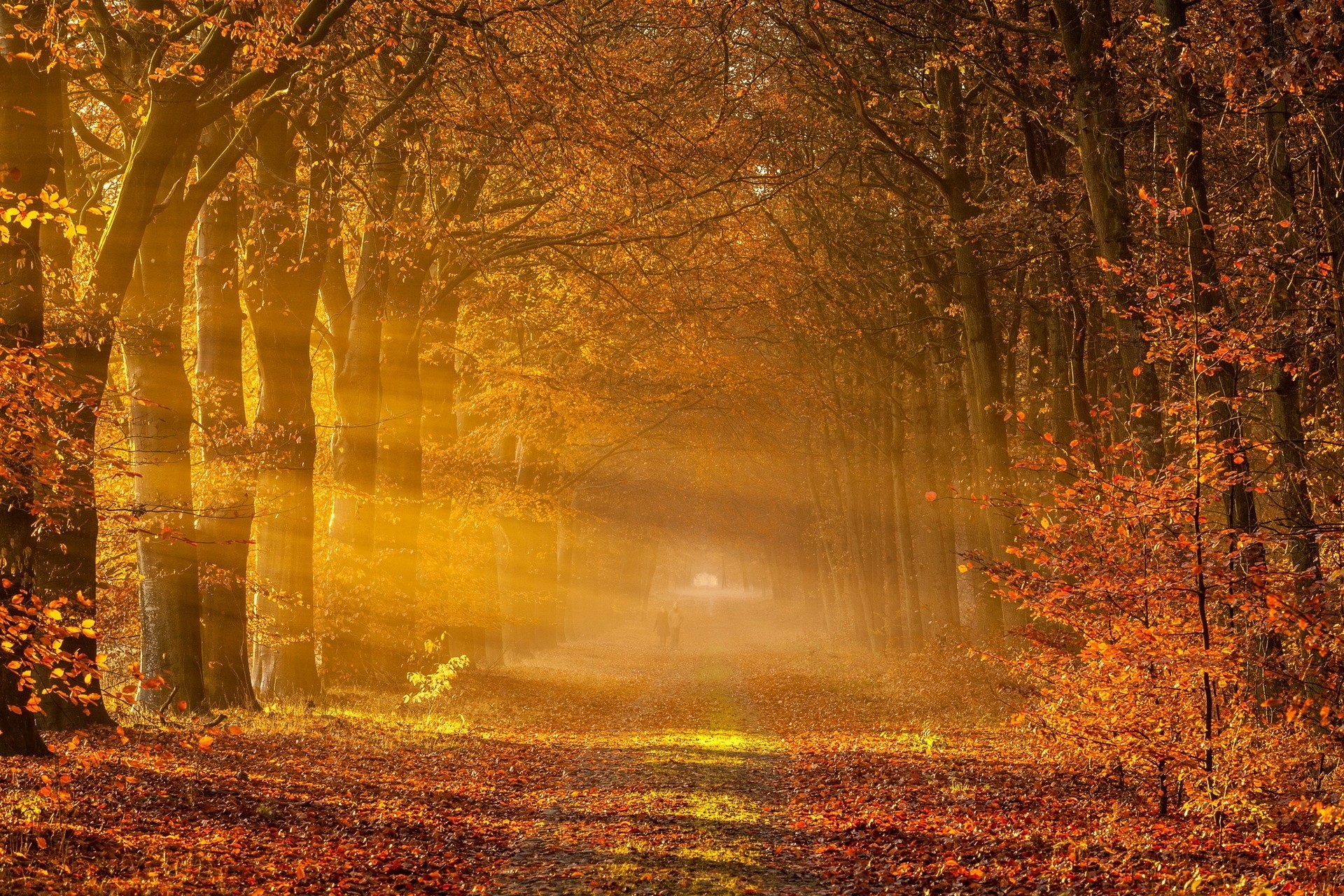 automne brouillard route paysage
