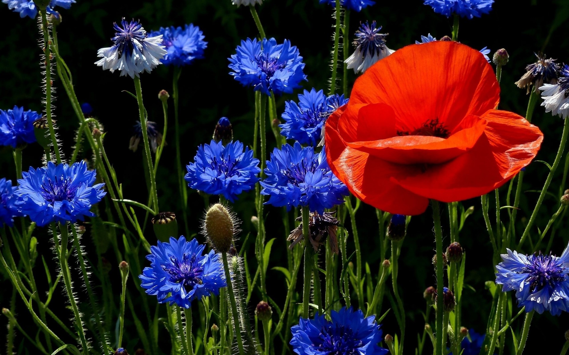 coquelicots bleuets