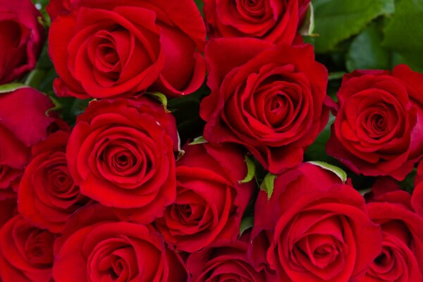 Bouquet juteux de roses rouges