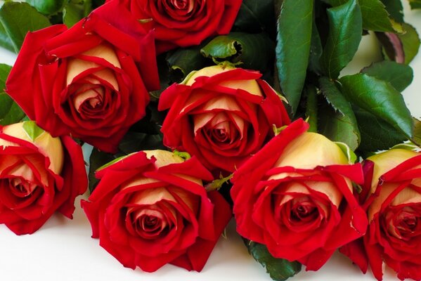 Beau bouquet de rouges 