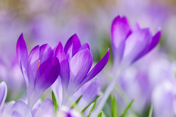 Blooming perce-neige closeup