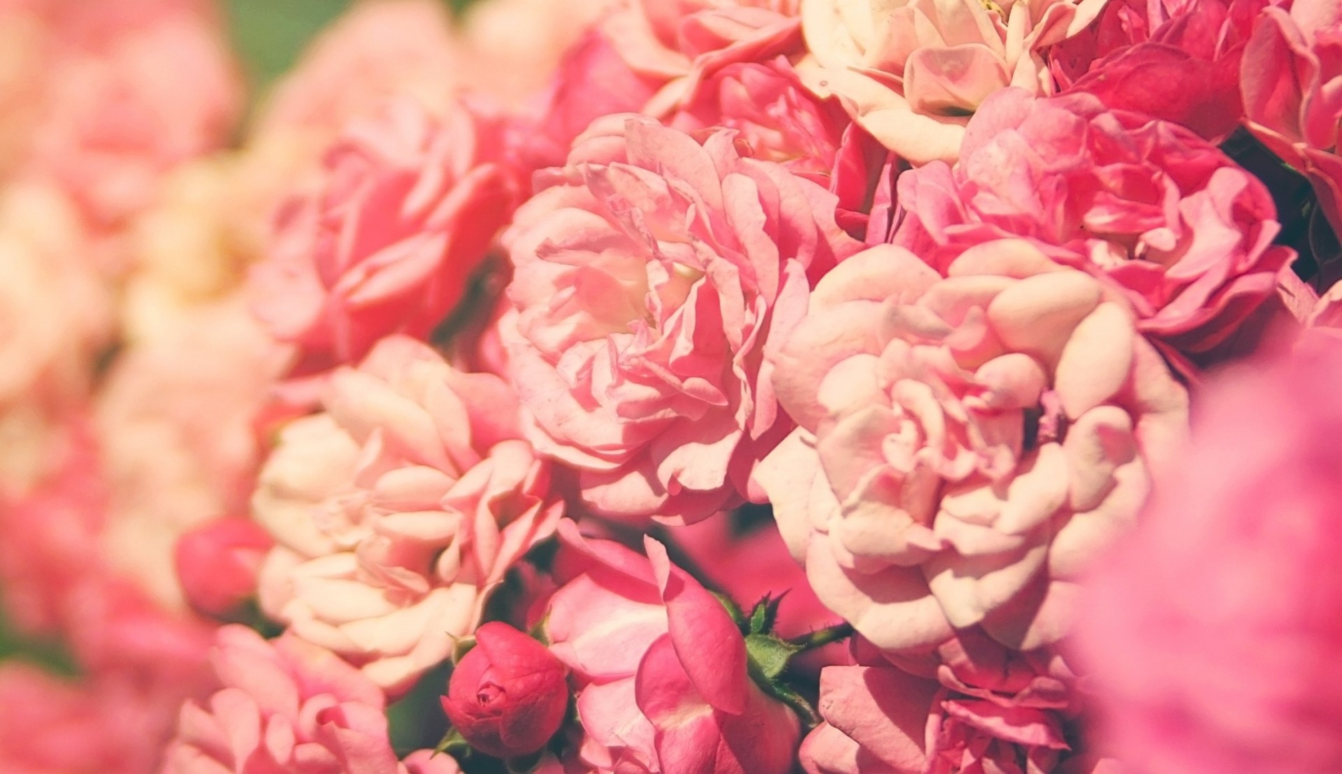 rose rose fleur