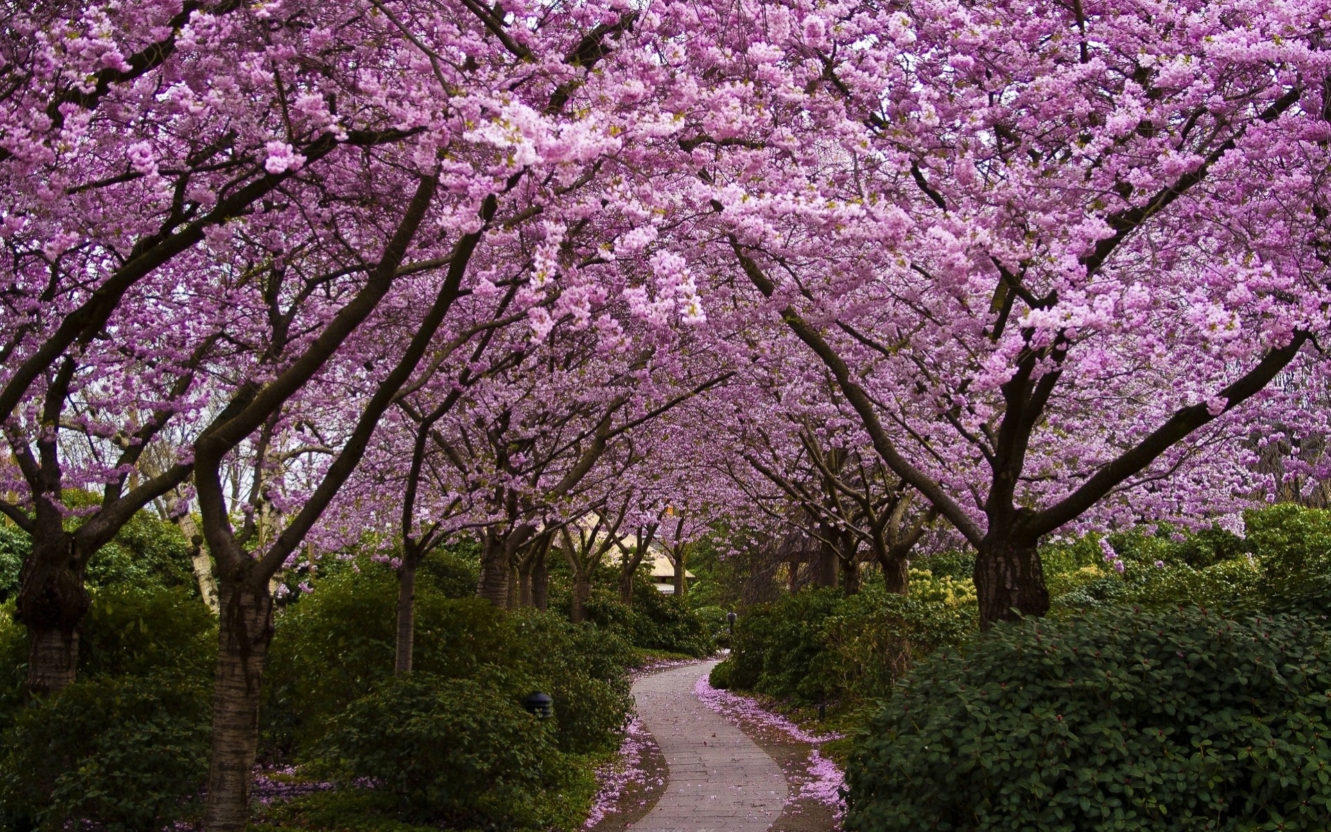 arbres fleurs printemps