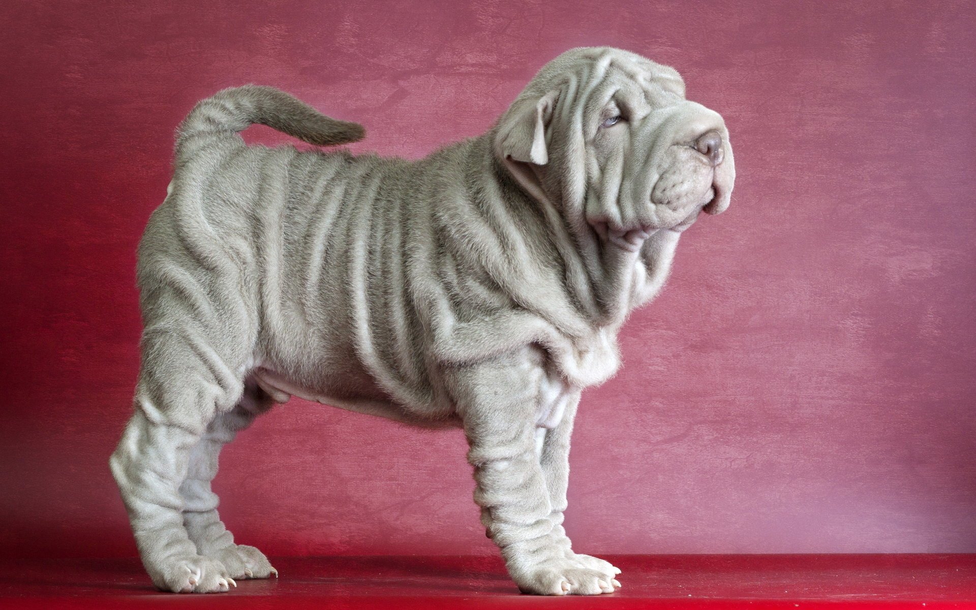 sharpei ami chien