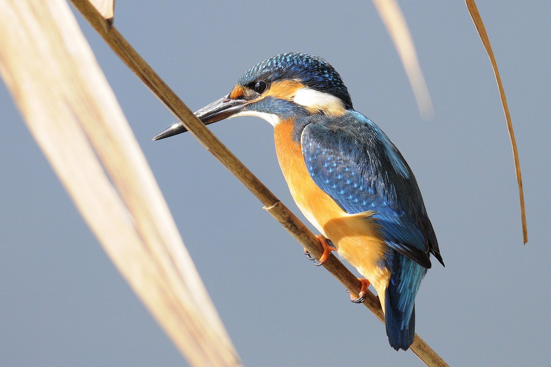 branche feuilles oiseau martin-pêcheur fond