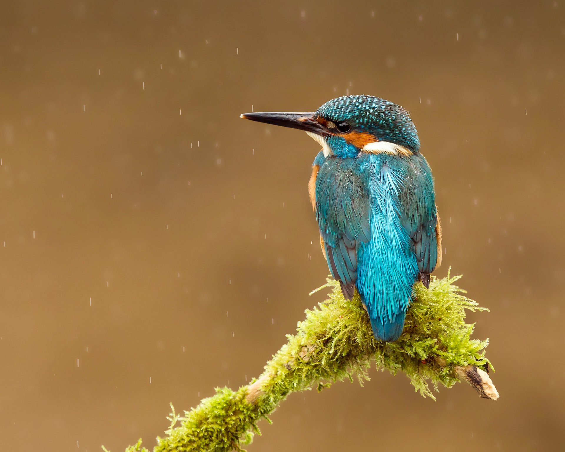 oiseau alcedo atthis kingfisher gouttes martin-pêcheur commun