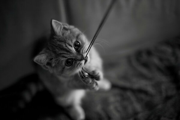 Le chaton mord le fil et tient les pattes