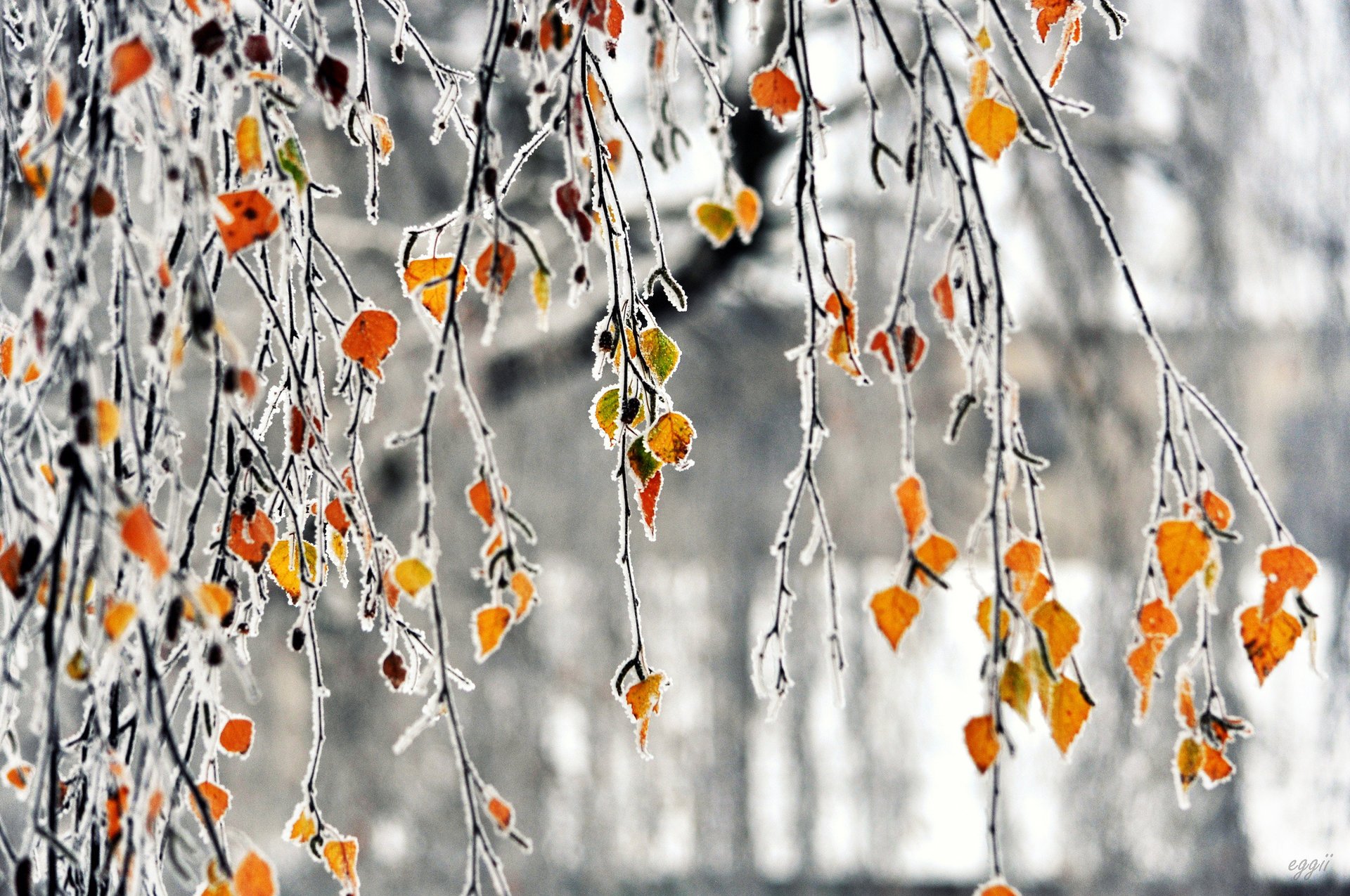branches gel automne givre feuilles