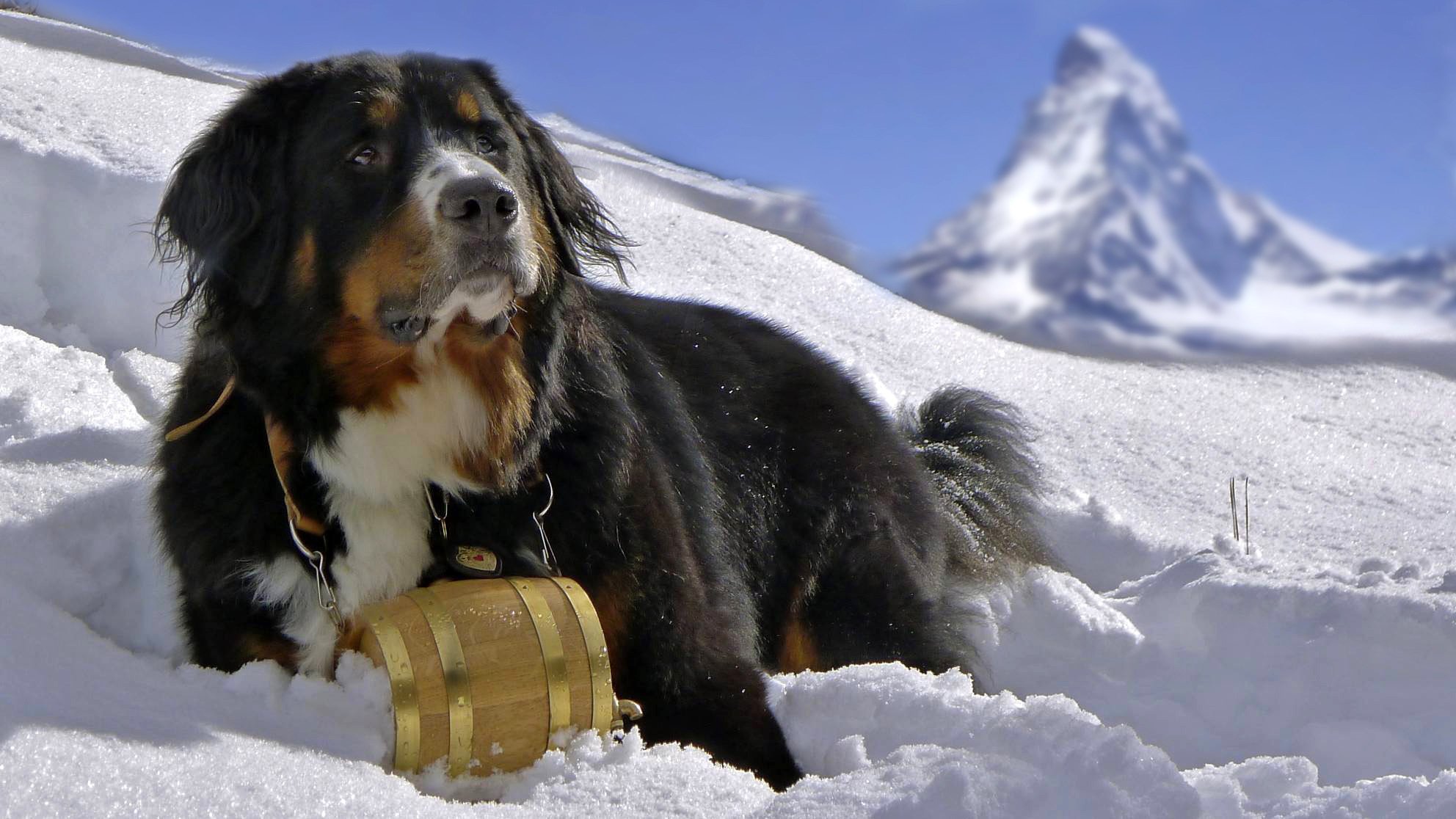 berner sennenhund bernois sennenhund chien neige chien montagnes
