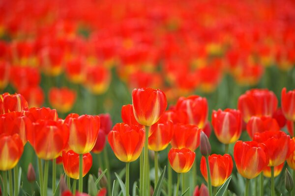 Champ de tulipes de printemps