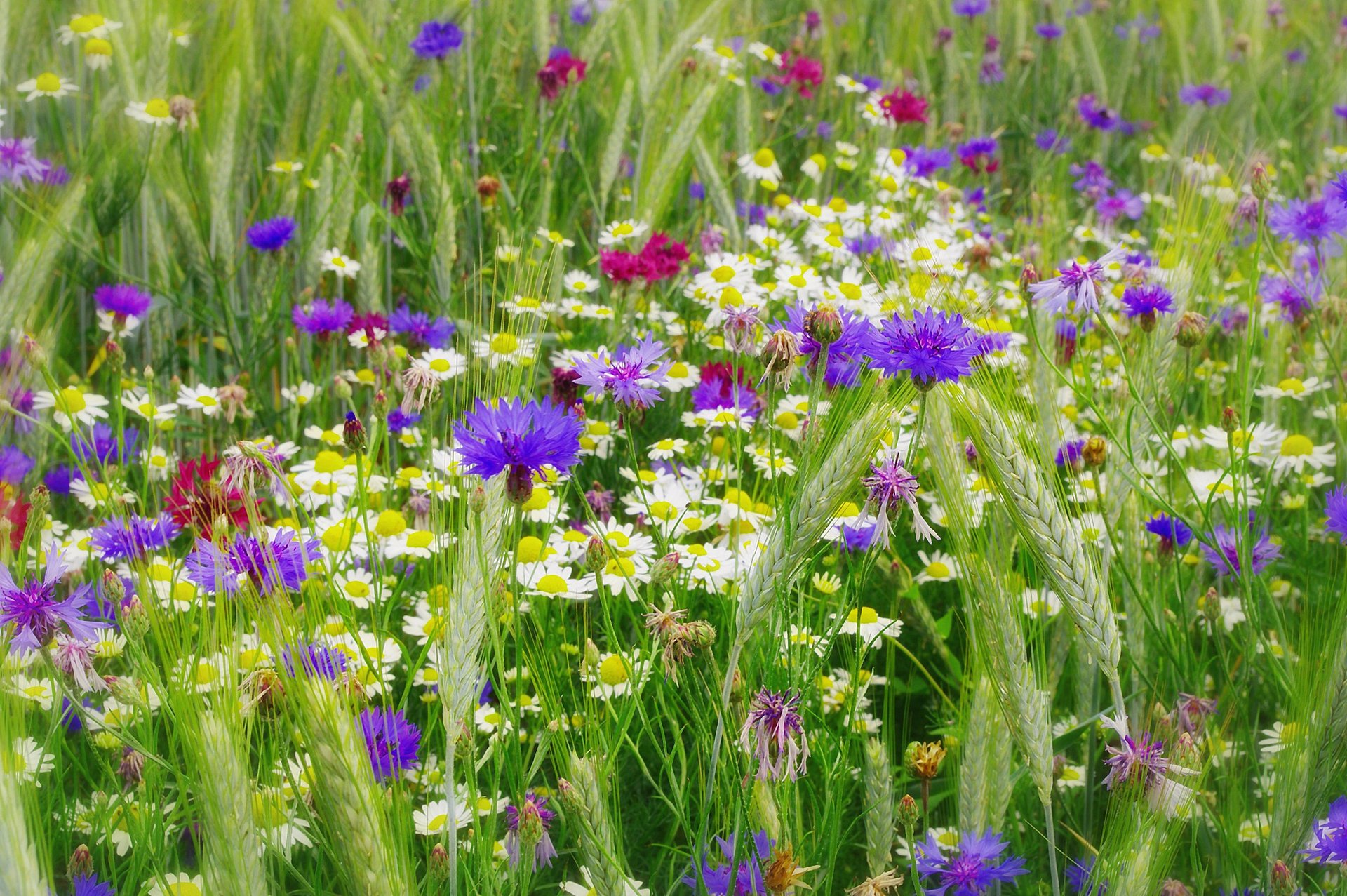 nature été fleurs sauvages bleuets marguerites épillets