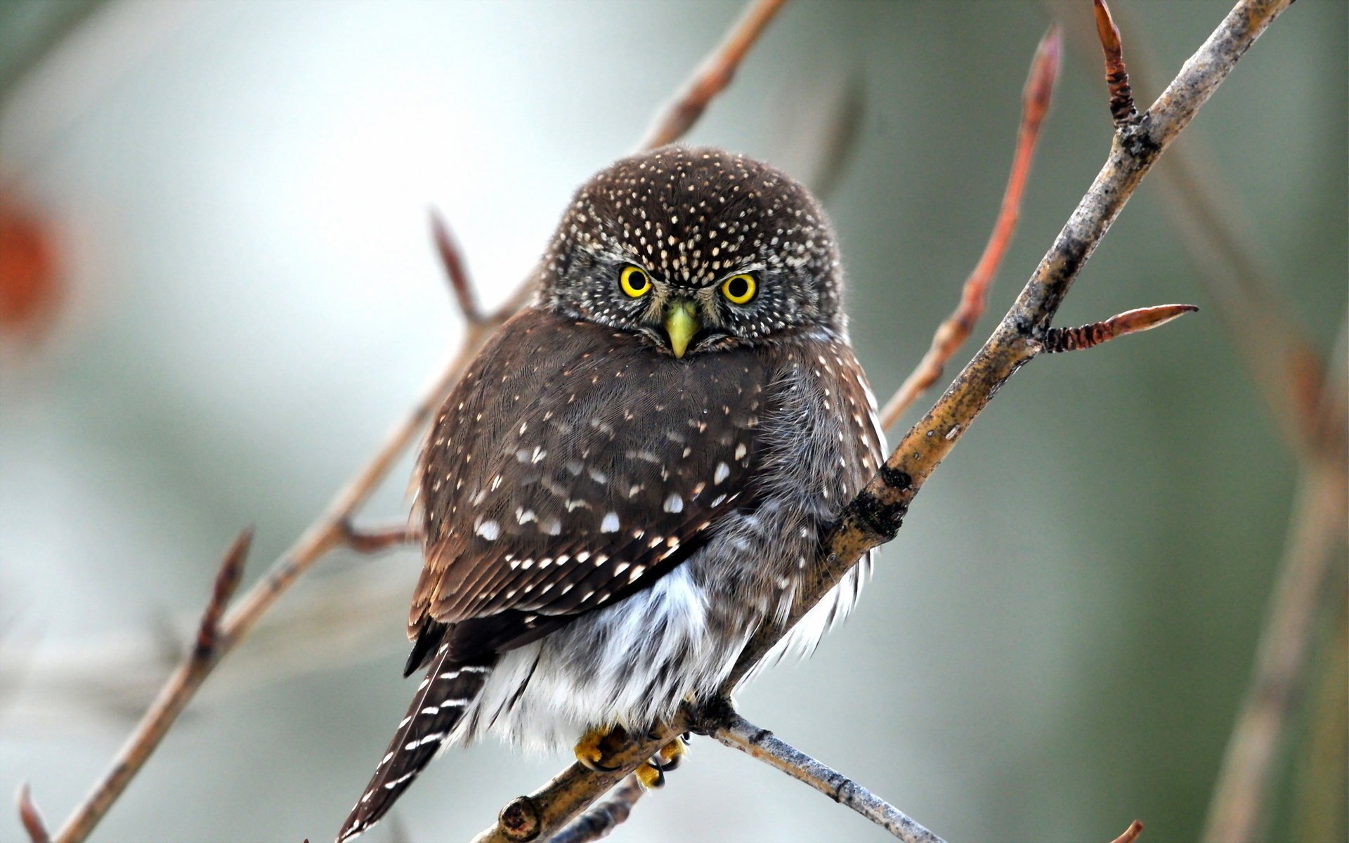 nature oiseau