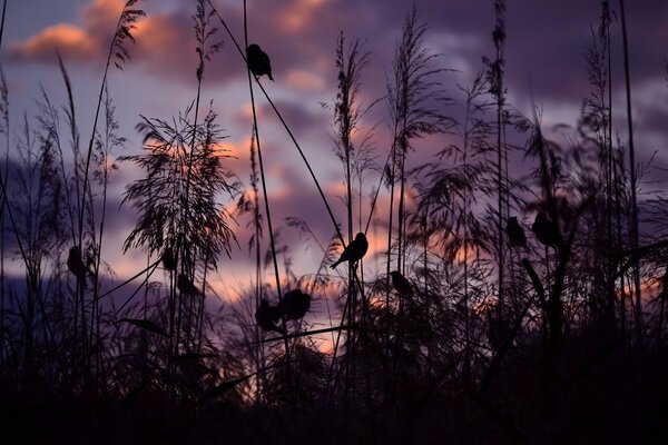 Silhouette d oiseau dans l herbe sèche au coucher du soleil