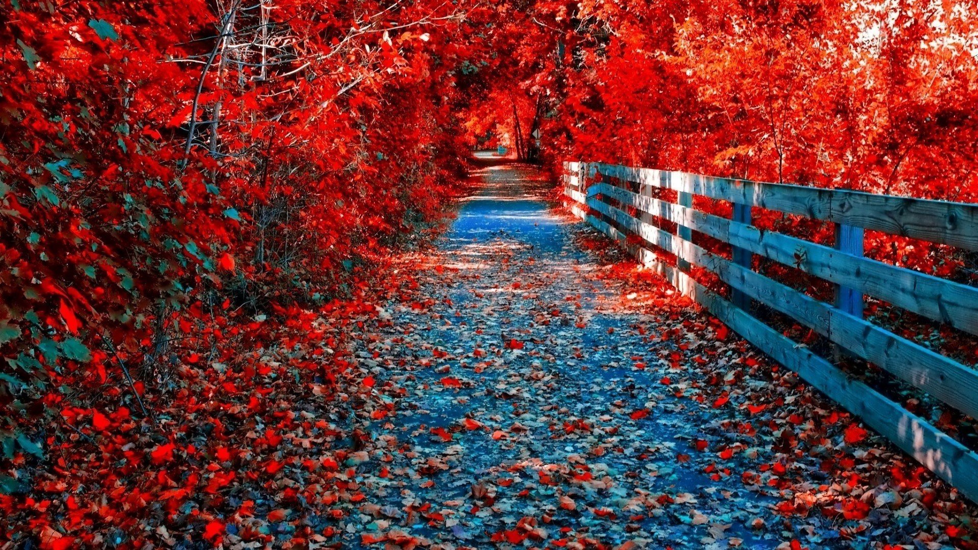 automne doré route clôture arbres