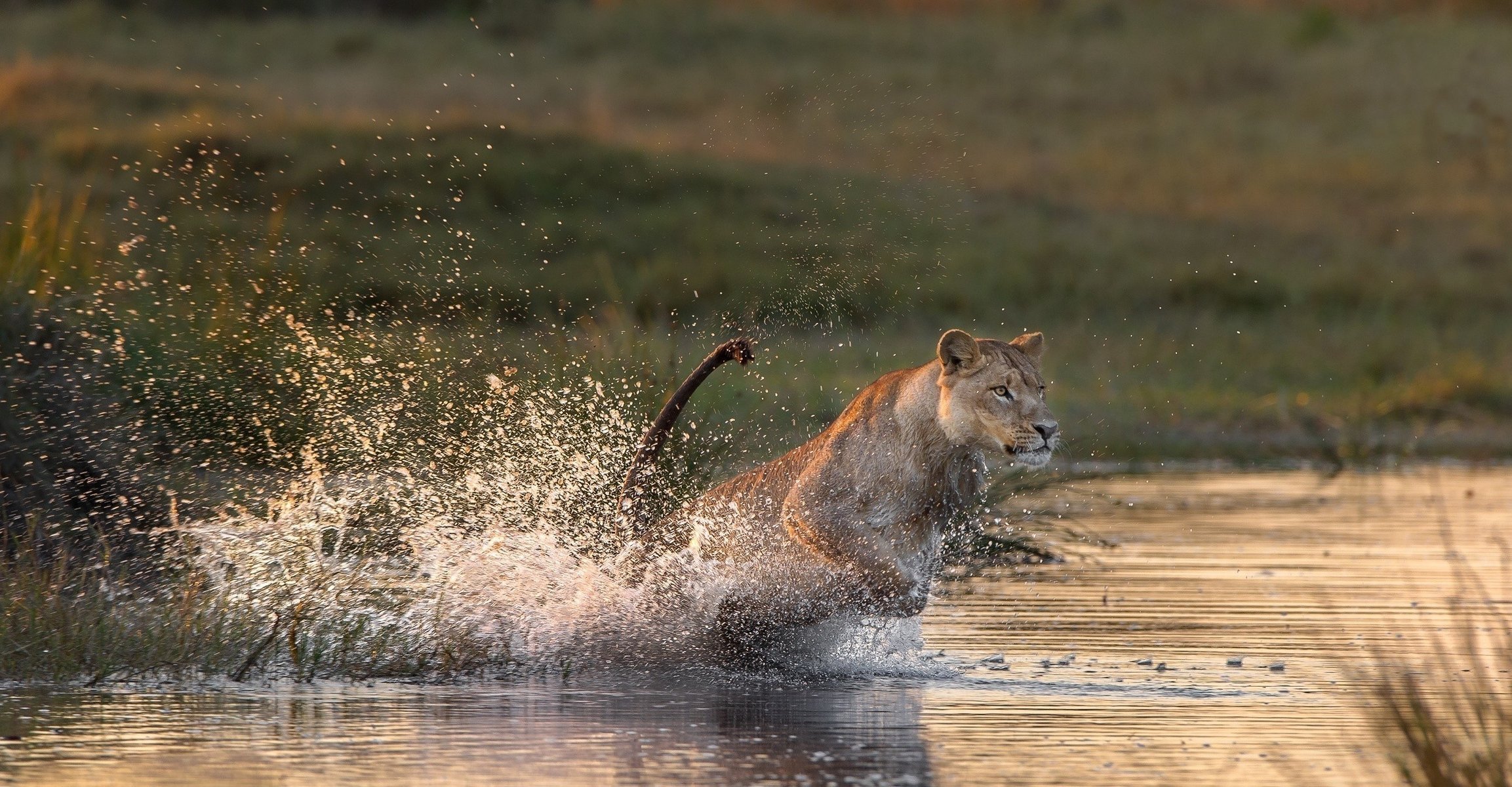 situation lionne chat prédateur chasse