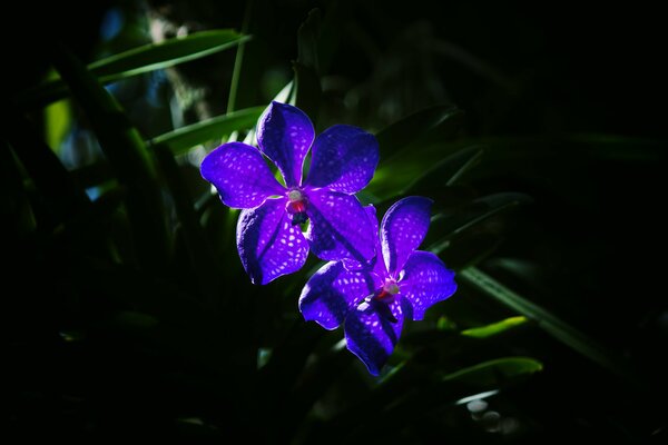 Belles orchidées violettes dans l herbe