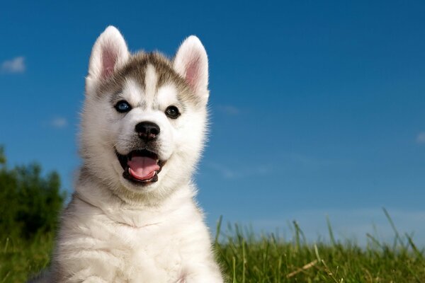 Chiot Husky ludique se réjouit de l été et de l herbe verte