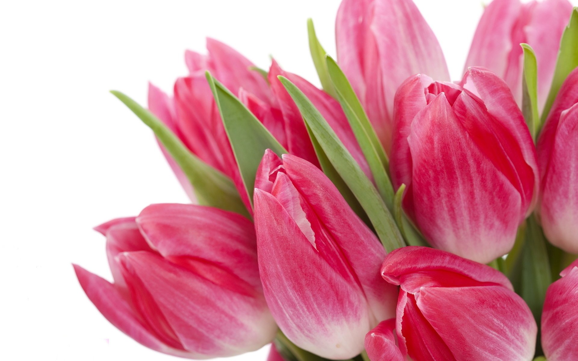 fleurs tulips flowers bright lumineux beauty pink bouquet tulipes