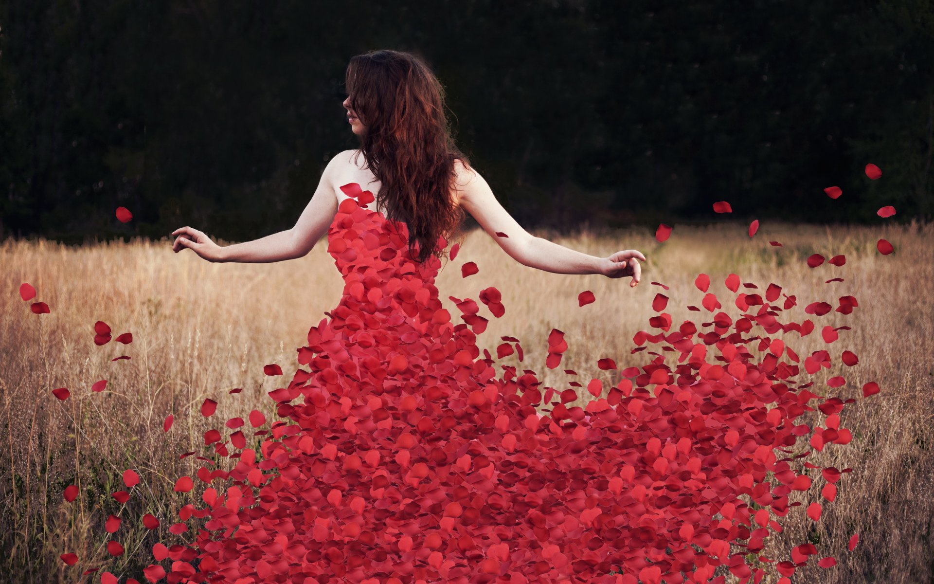 fleurs rosedress pétales