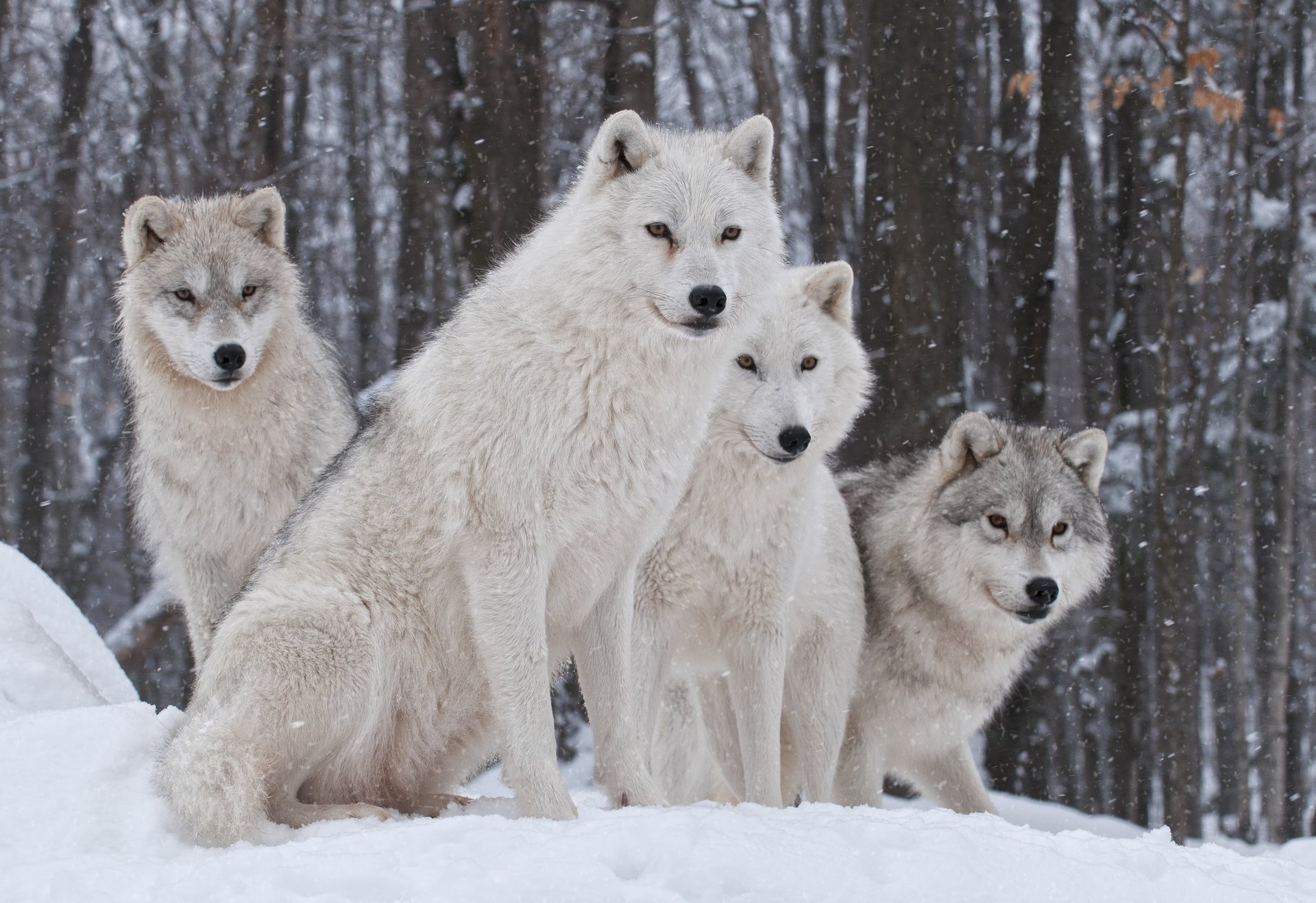 hiver neige loups nature famille prédateur