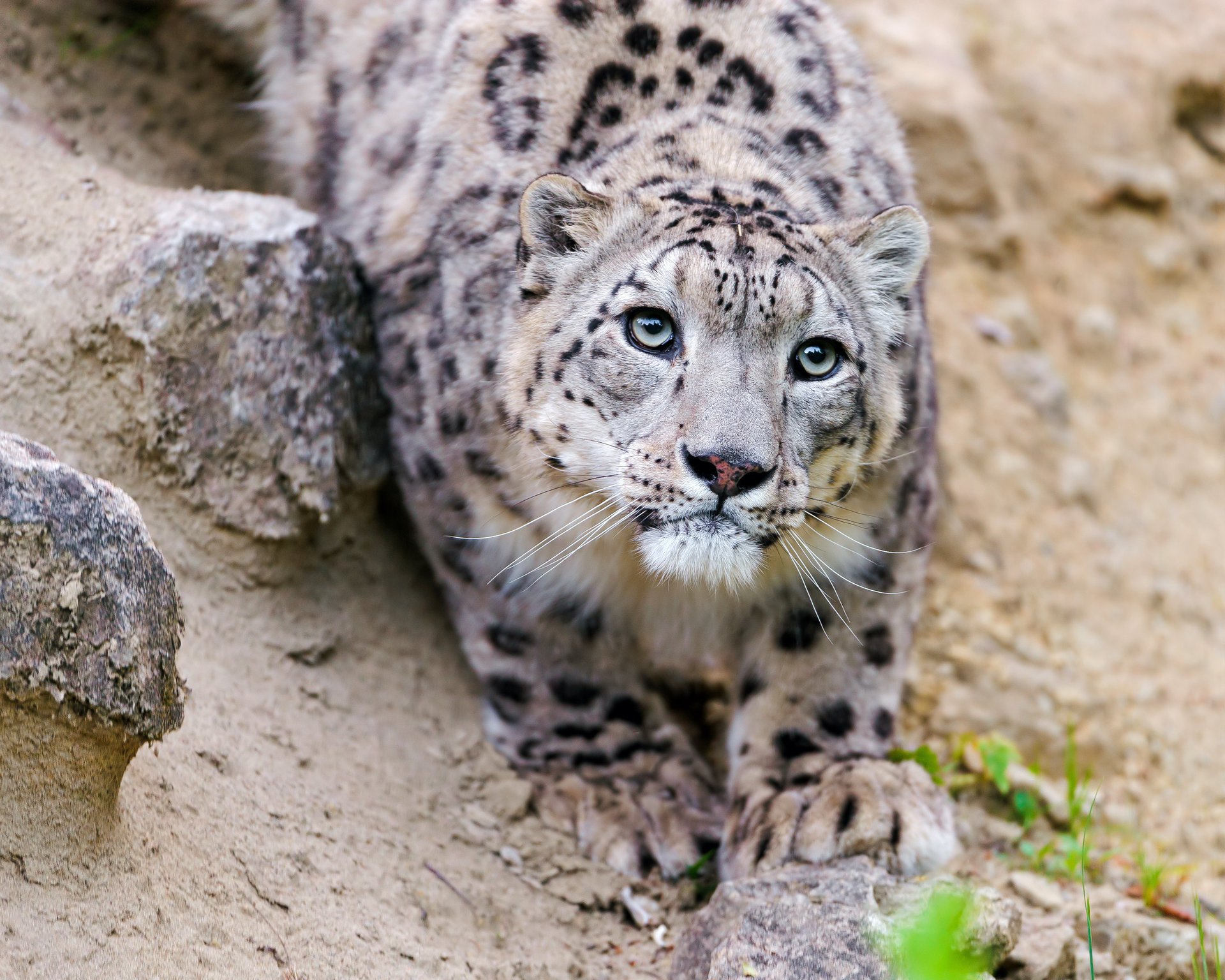 léopard des neiges vue museau chat ctambako la jaguar irbis