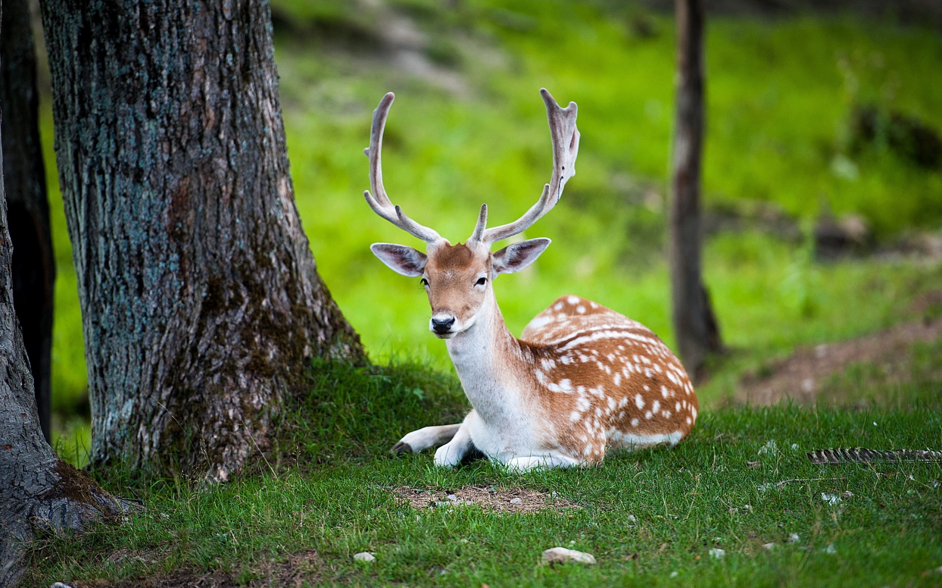 cerf nature été
