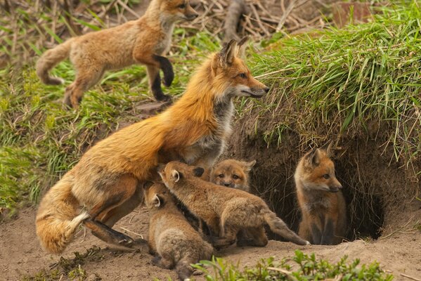 Le renard est sorti avec sa mère pour une promenade