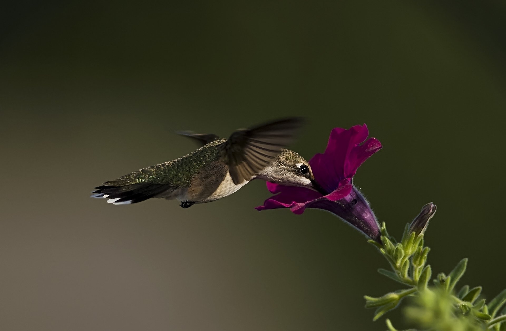 gros plan oiseau colibri fleur pétunia