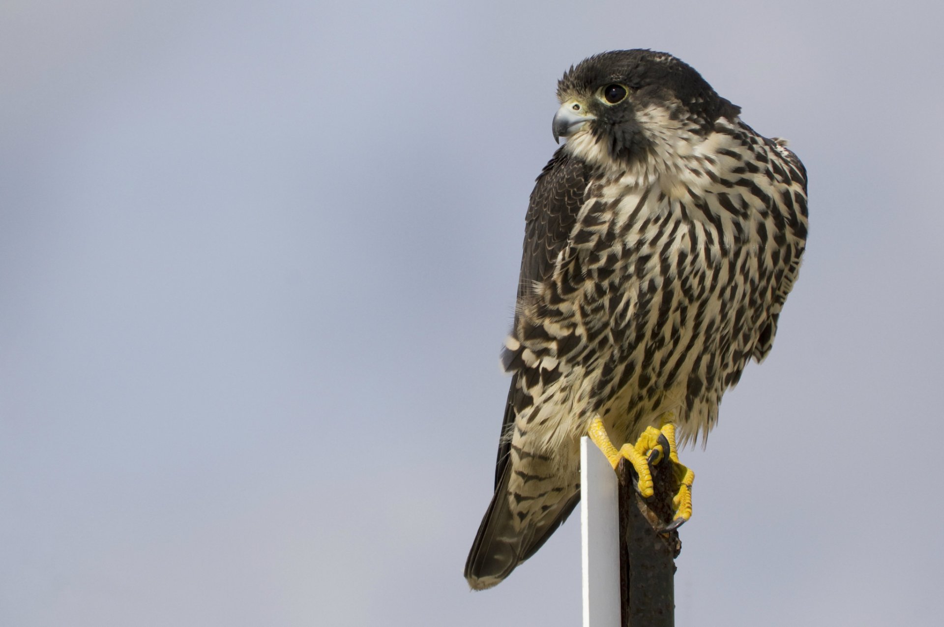 oiseau faucon pèlerin vue profil fond gris