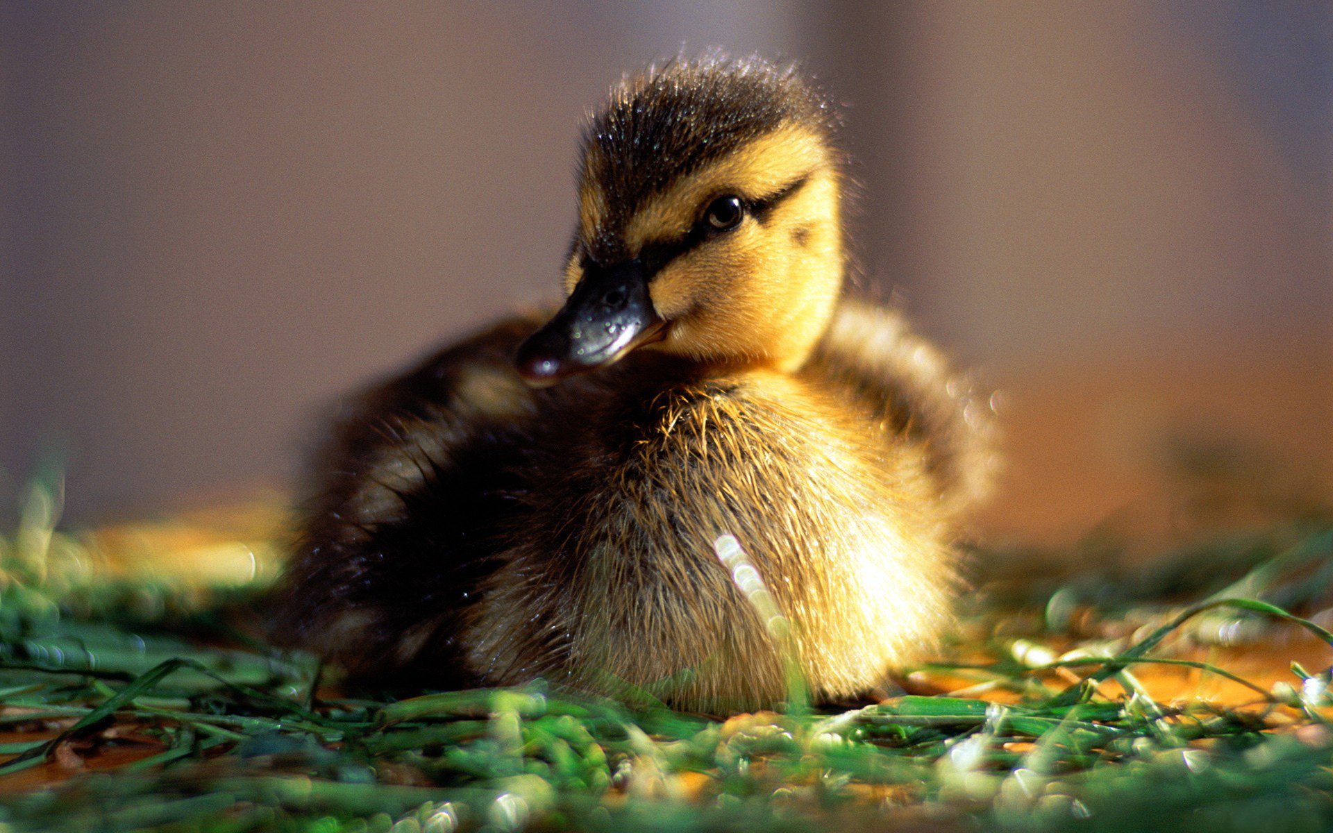 matin rosée humeur bébé soleil