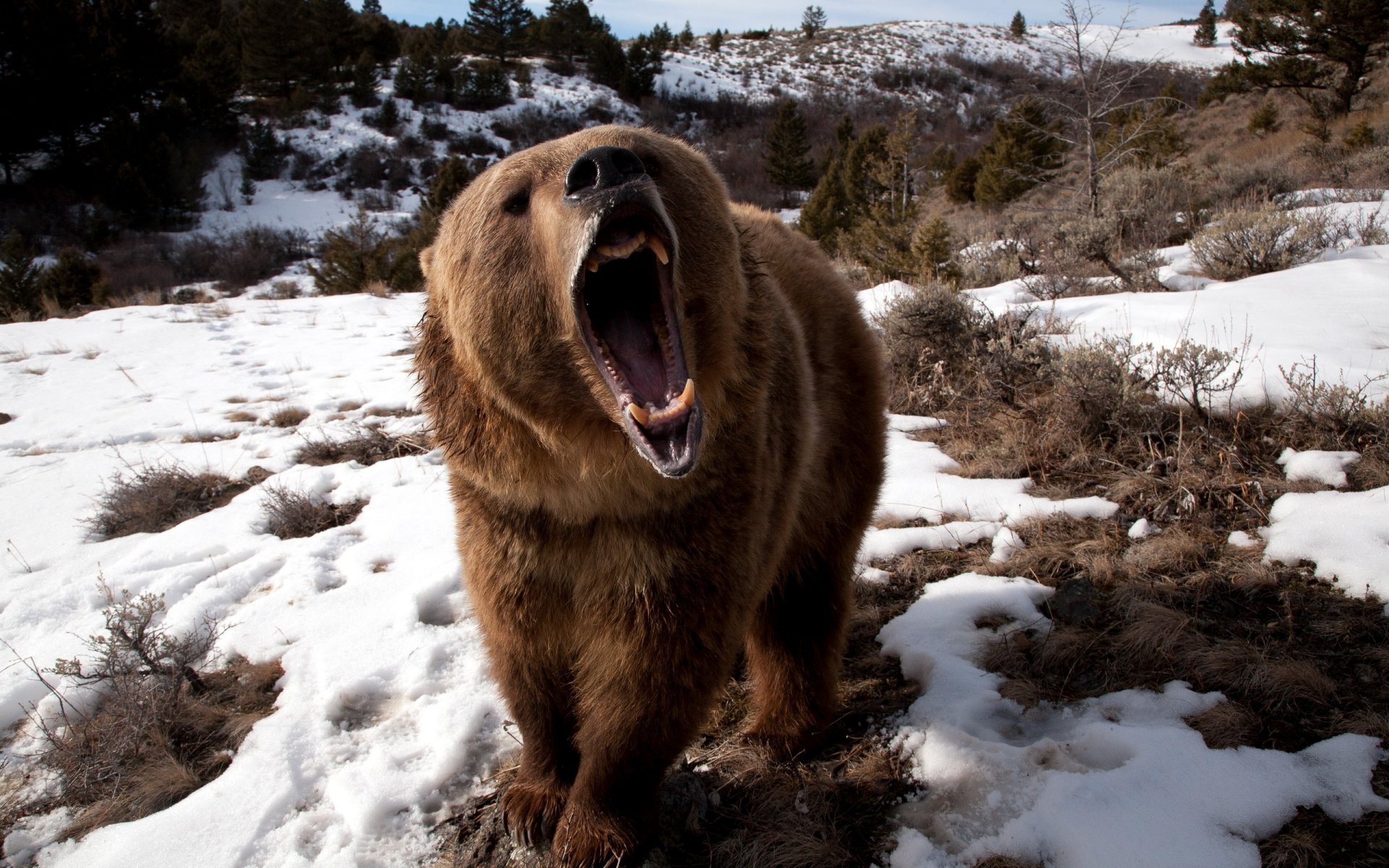 ours gueule nature
