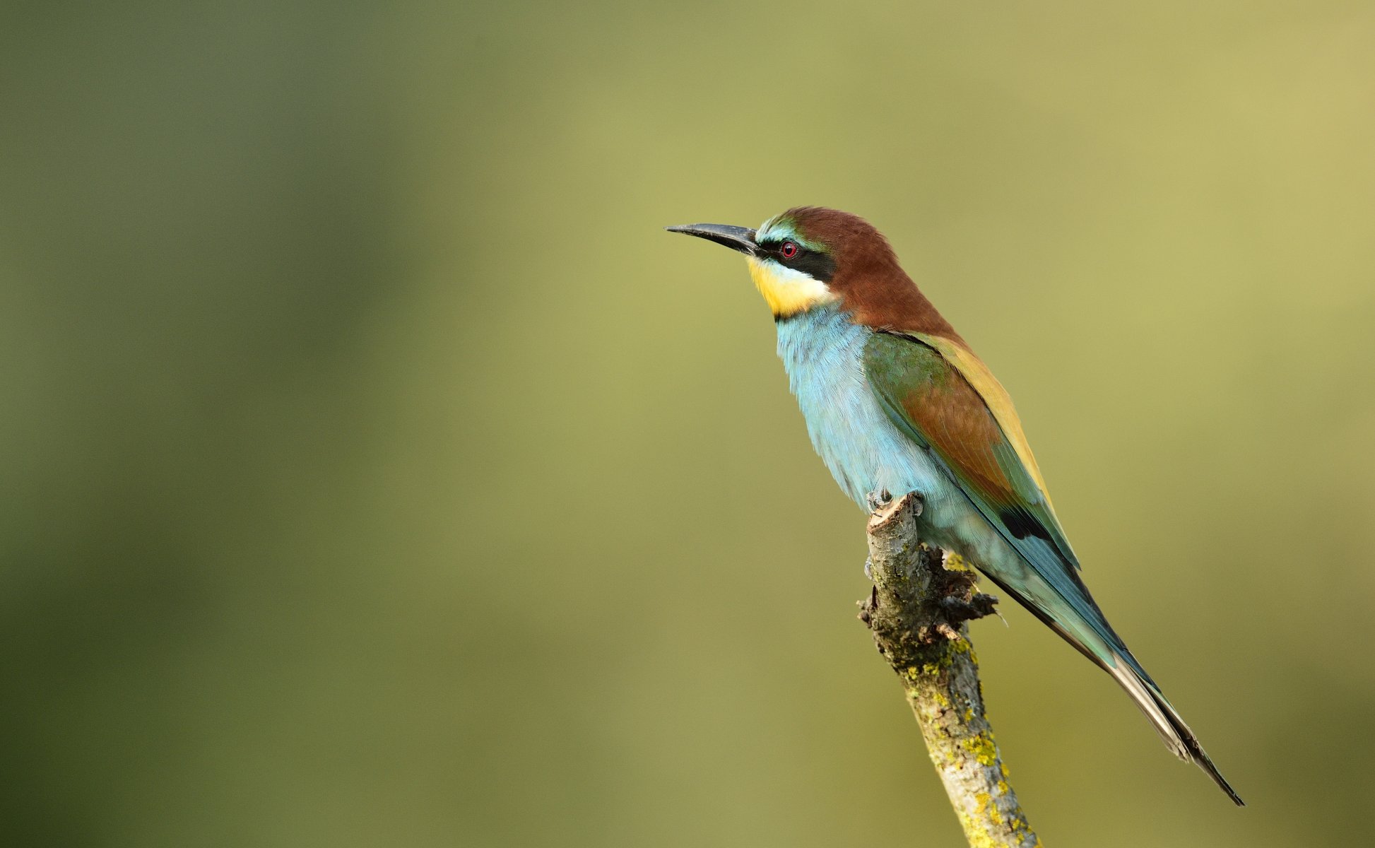 oiseau apiculteur brochet doré