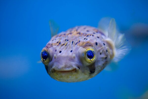 Poisson HOGU dans l environnement naturel