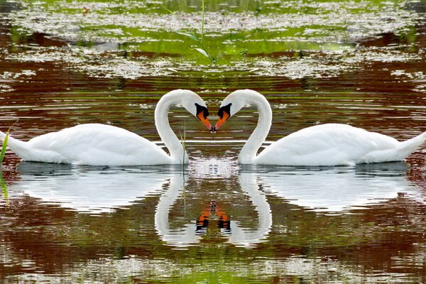 Amour de beaux cygnes sur le lac