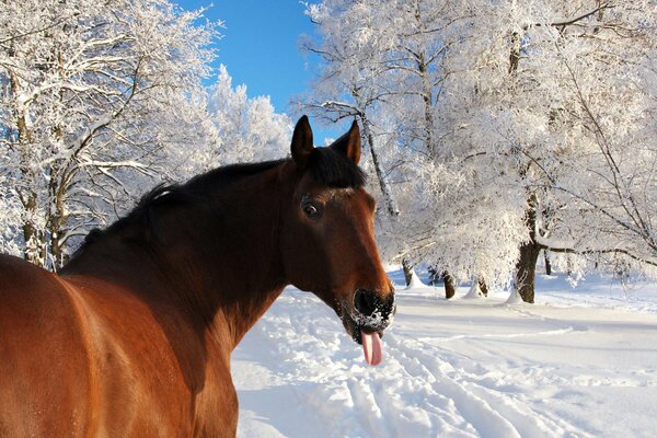 Humour cheval. Langue gelée