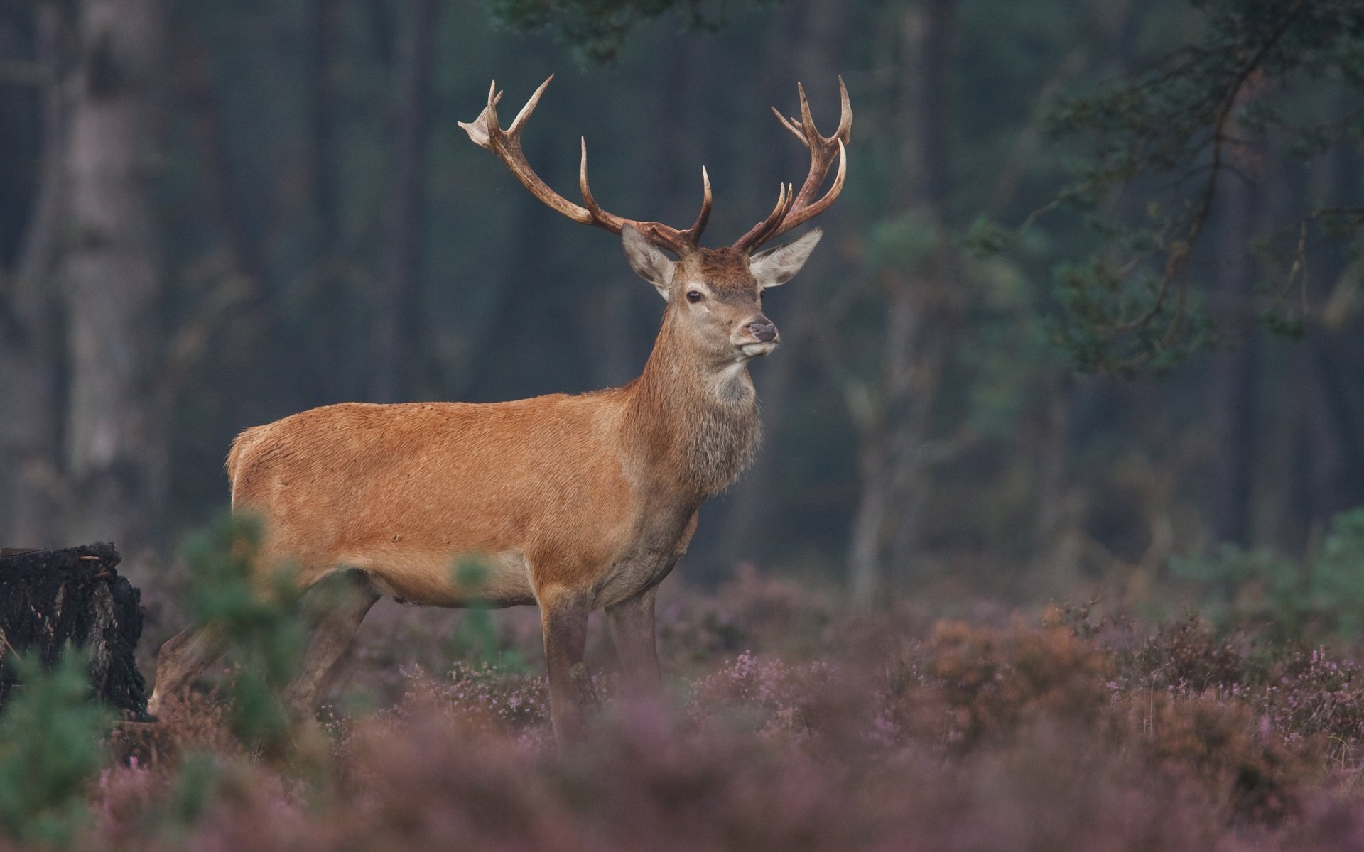 animaux cerfs cerf faune photos d animaux