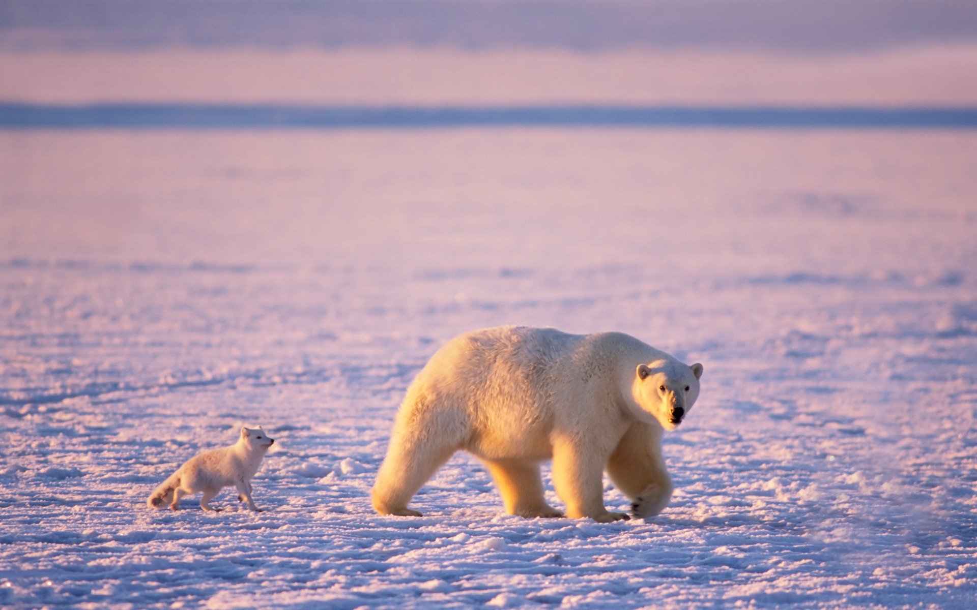 ours polaire ours polaires renard arctique ours en peluche