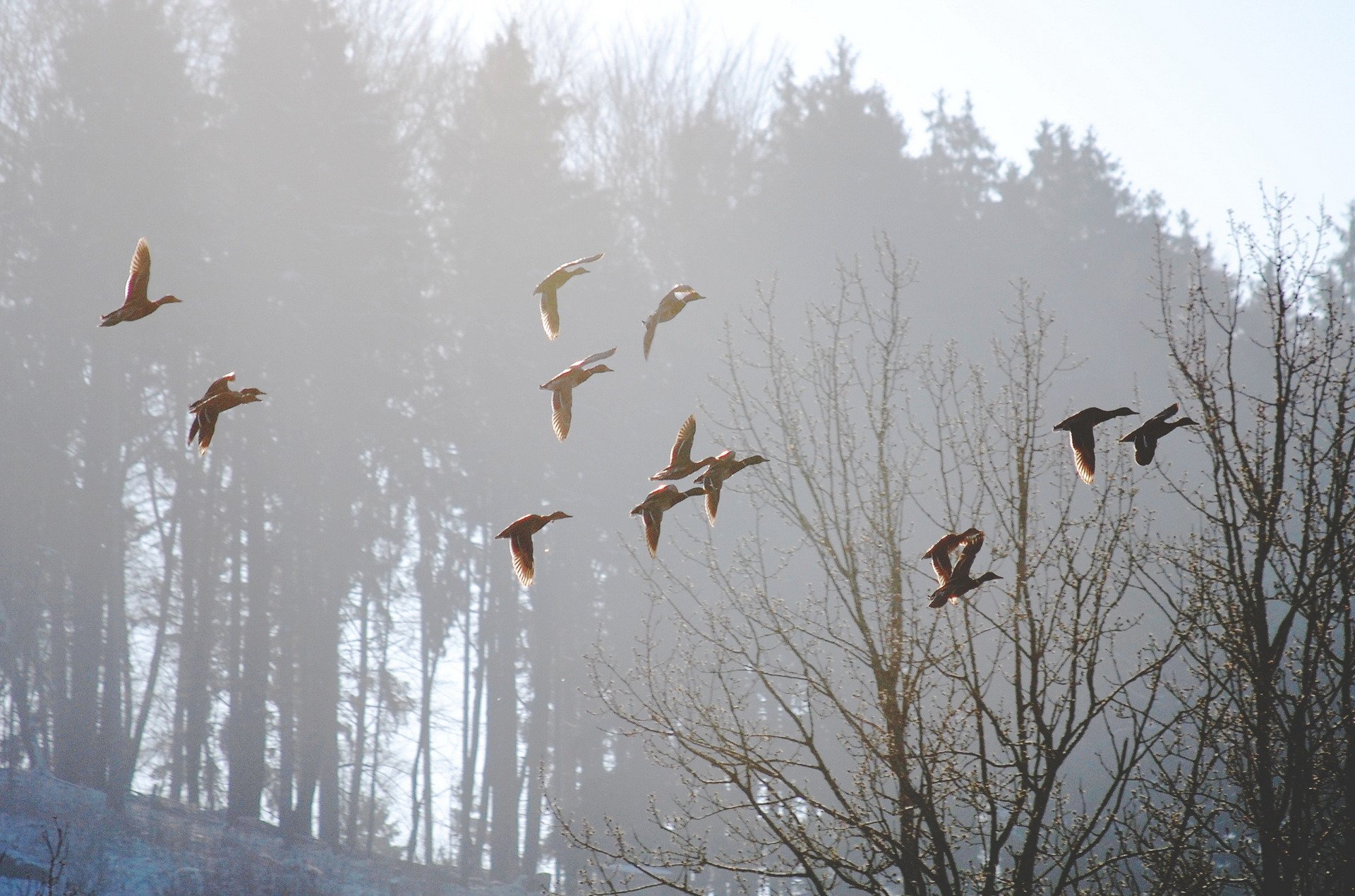 oiseaux brouillard matin nature printemps