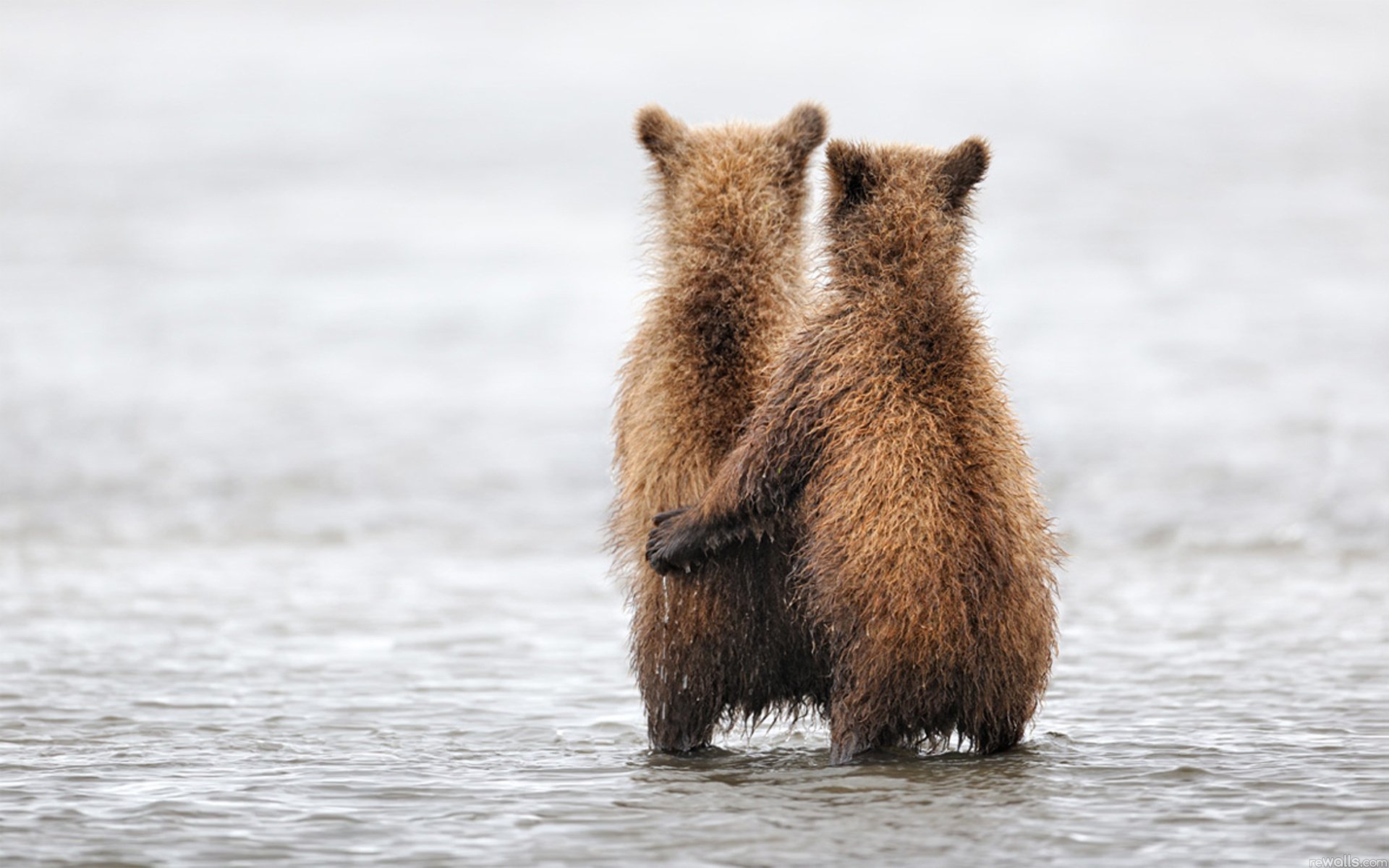 animaux ours en peluche ours étreindre