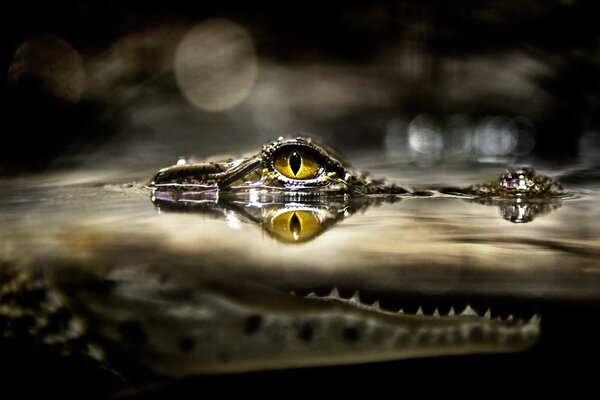 Crocodile dans la rivière. Un regard prédateur
