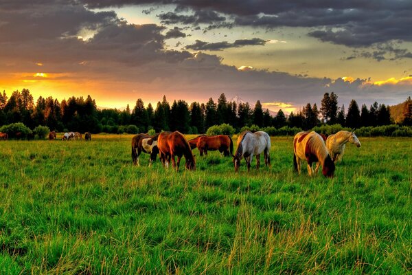 Les chevaux au milieu du champ vert pincent l herbe