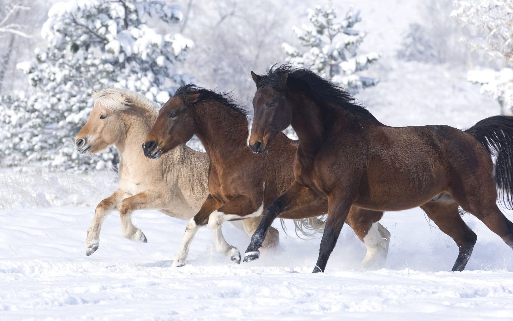 chevaux chevaux neige hiver