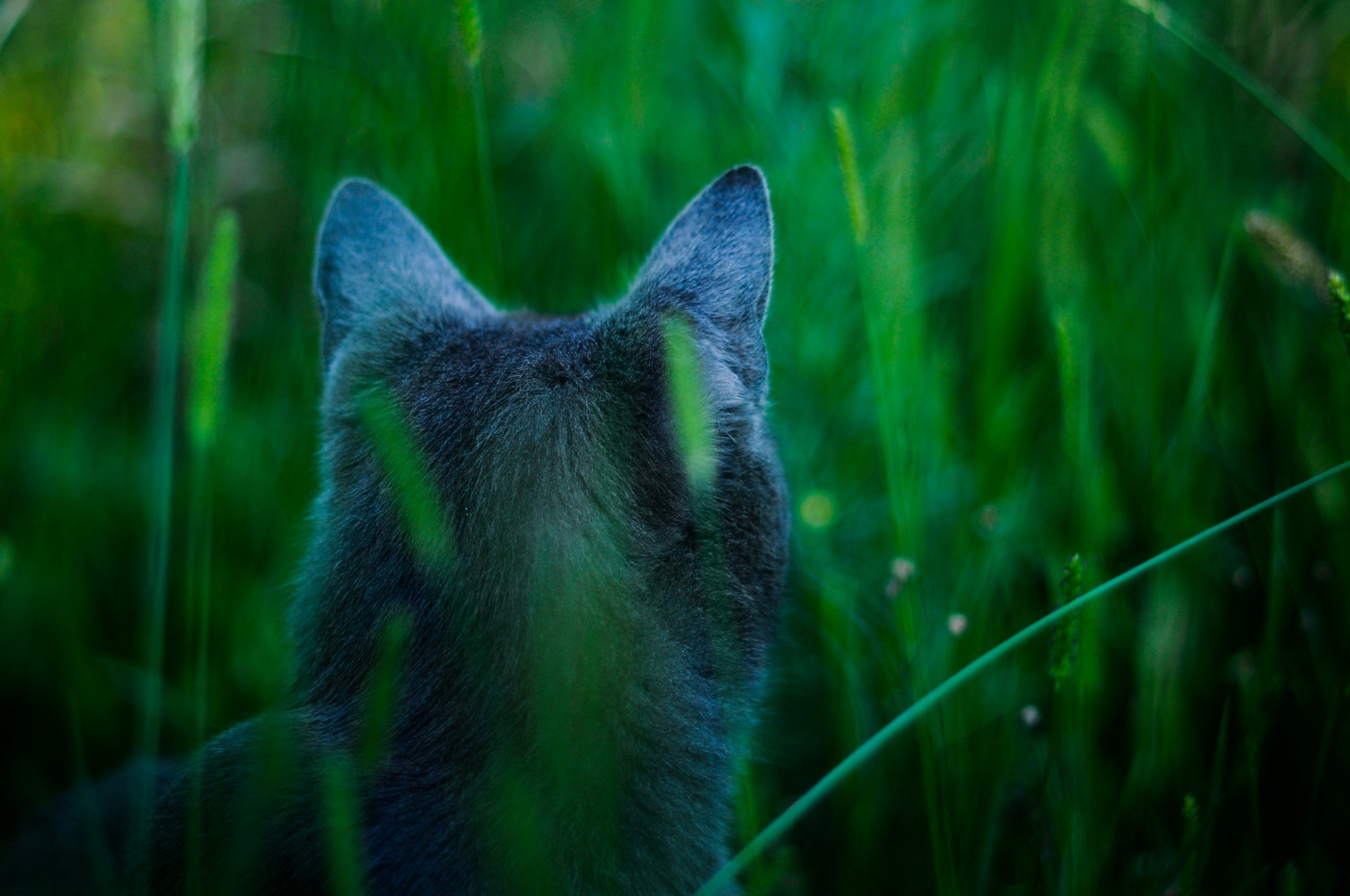 attention chat james cameron avatar bleu chat chasse