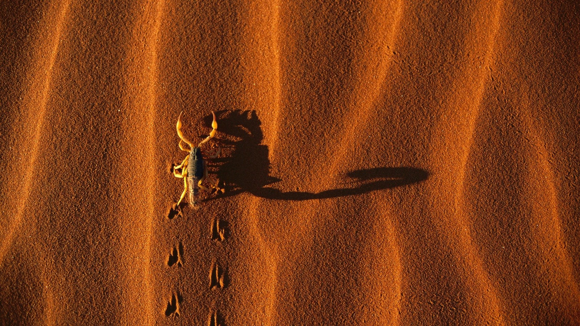 scorpion sable ombre traces