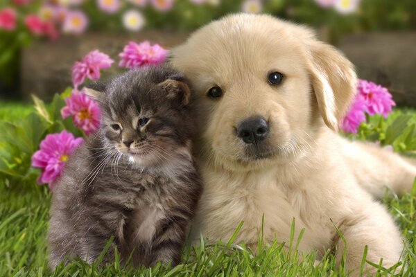 Chiot avec chaton sur l herbe avec des fleurs