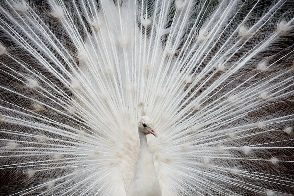 Joyeux matin à tous