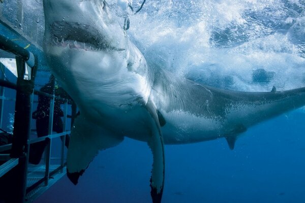 Le requin blanc a frappé la cage