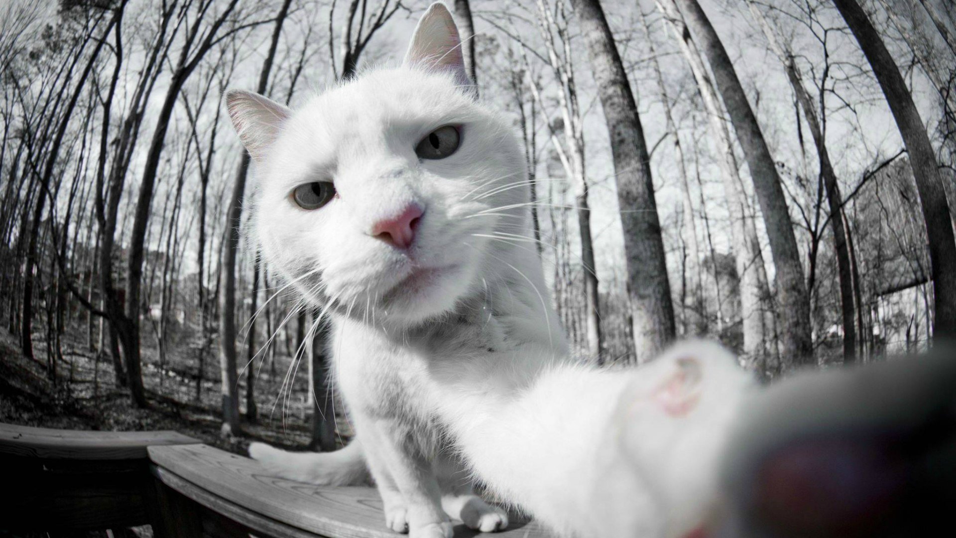 selfie chat blanc photo sur la came