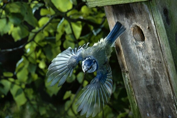 Vol d un oiseau d un nichoir closeup